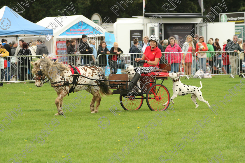 AWC 7213 
 Keywords: 2010, Kent, MDS Shows Ltd, Paws in the Park, arena demonstrations, carraige dogs, dalmatians, paddock wood