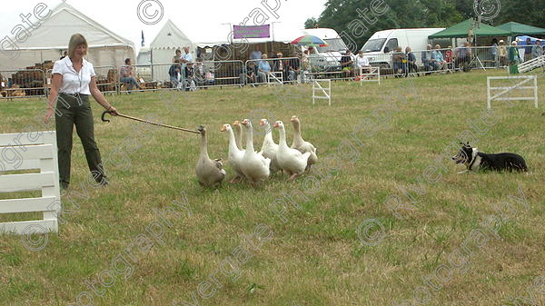 PICT0224 
 Netley Marsh Home and Garden Show 2005, arena demonstrations and displays 
 Keywords: Netley Marsh Home and Garden Show 2005, arena demonstrations and displays