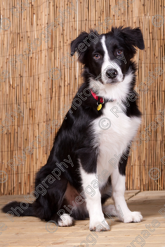 AWC 9540 
 Keywords: 2009, Ower, dogs, july, portraits, wellow agility club