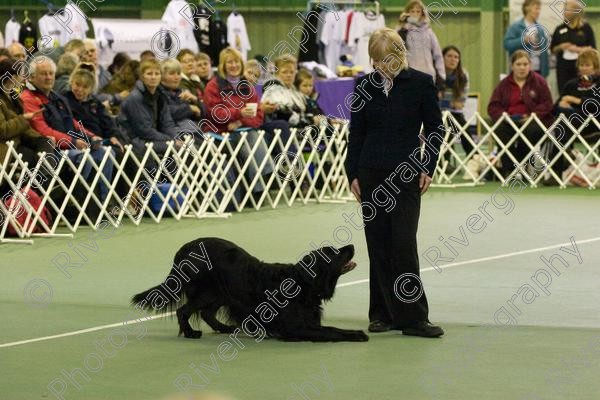 IMG 5970 
 Keywords: 2008, K9 Freestyle, Rugby DTC, canine freestyle, competition, connexions leisure centre, coventry, dancing dogs, february, heelwork to music, , ryton on dunsmore