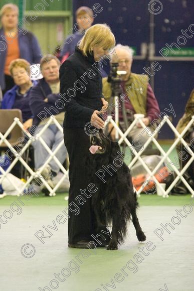 IMG 5967 
 Keywords: 2008, K9 Freestyle, Rugby DTC, canine freestyle, competition, connexions leisure centre, coventry, dancing dogs, february, heelwork to music, , ryton on dunsmore