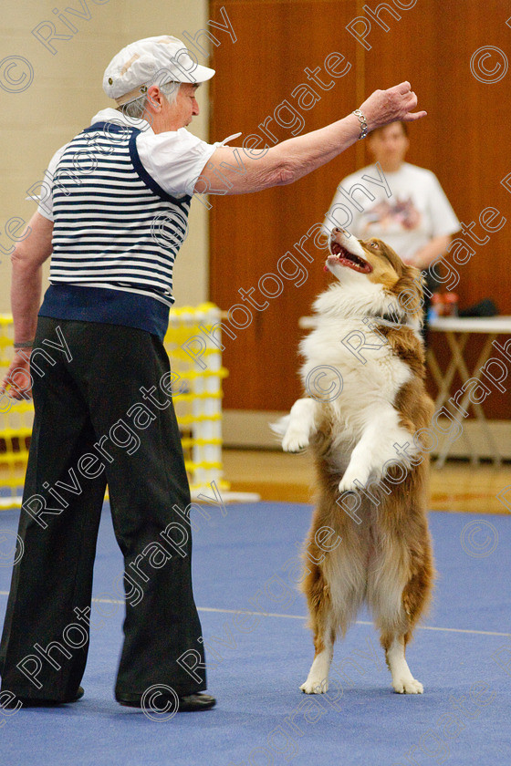 AWC 6452 
 Keywords: 2009, Barnard Castle, County Durham, DL12 8DS, Judges: Jackie Clarke, May, Northern Mutts N Music, Royal Canin, Starters Freestyle, Strathmore Road, Teesdale Sports Centre, canine freestyle, competition, heelwork to music