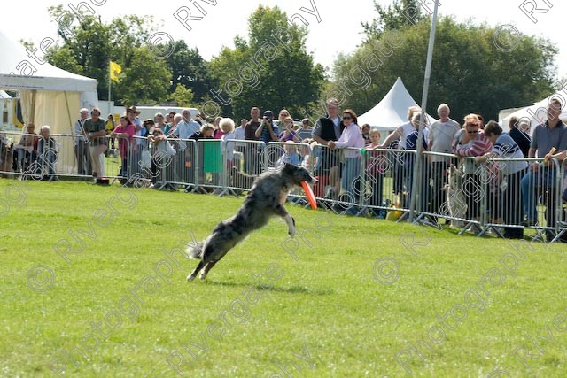 AWC 0880 
 Paws in the Park 2008 at The Hop Farm, Paddock Wood, Kent, organised by MDS Ltd 
 Keywords: 2008, arena demonstration, arena display, country show, display, paddock wood, paws in the park, richard curtis, september, the hop farm