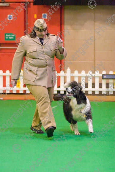 IMG 8614 
 Heelwork to Music and Canine Freestyle Competitions held at Westglen in April 2008 
 Keywords: 2008, Bilford Road, Perdiswell Leisure Centre, WR3 8DX, Worcester, april, competition, heelwork to music, westglen, jackie de jong, advanced, htm