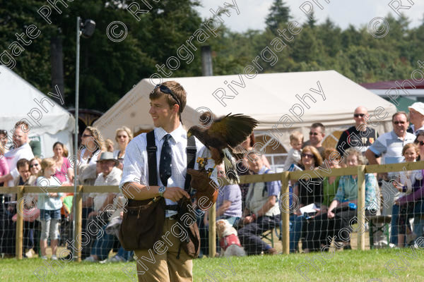 IMG 3490 
 Hatfield House Country Show 2008 Birds of Prey and Falconry 
 Keywords: Hatfield House Country Show, Birds of Prey, Falconry, Arena Demonstration, James McKay and son.