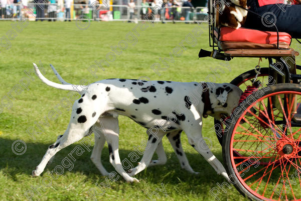 AWC 1086 
 Paws in the Park 2008 at The Hop Farm, Paddock Wood, Kent, organised by MDS Ltd 
 Keywords: 2008, Paws in the Park, carriage dogs, dalmatians, paddock wood, september