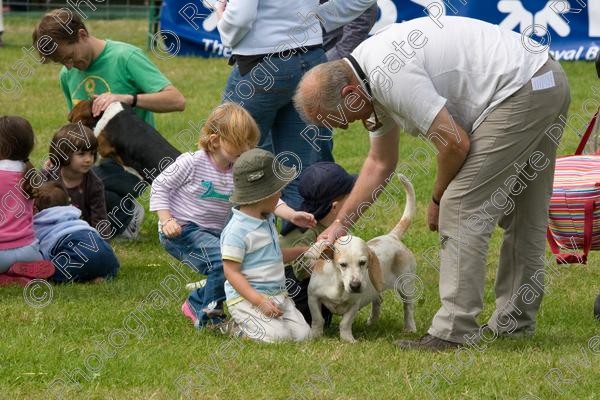 IMG 3205 
 Hatfield House Country Show 2008 Albany Bassett Hounds 
 Keywords: albany bassett hounds, hatfield house country show, meet and greet, pet, stroke