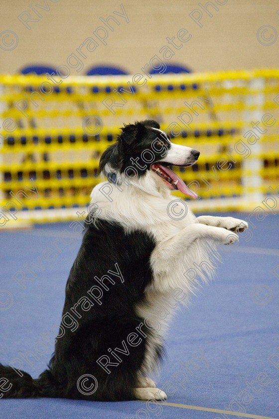 AWC 6813 
 Keywords: 2009, Ann Derizzio, Barbara Whittaker, Barnard Castle, Class 6b, County Durham, DL12 8DS, Heather Smith, Judges: Cathy Bates, May, Northern Mutts N Music, Robert De Myra, Royal Canin, Strathmore Road, Teesdale Sports Centre, border collie, canine freestyle, competition, heelwork to music