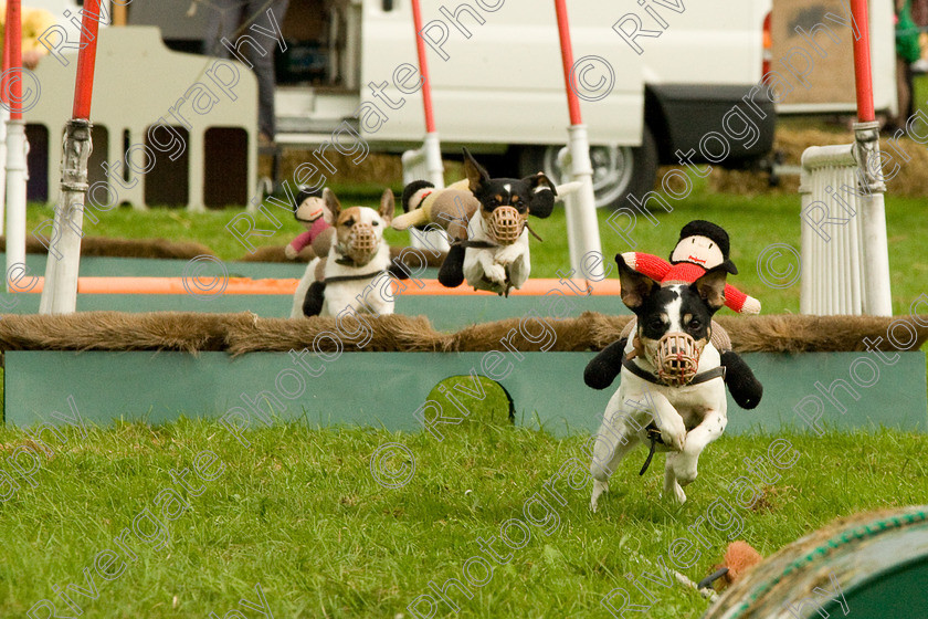 AWC 1838 
 Keywords: England, Lynch Field, UK, Wanborough, Wiltshire, arena demonstration, arena display, cyril the squirrel, terrier racing, wanborough country show