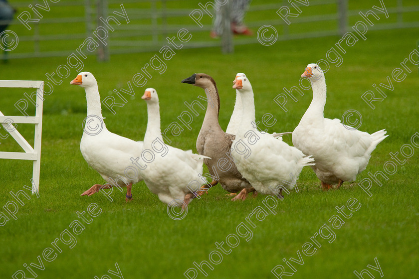 AWC 0745-2 
 Keywords: 0771 313 8528, 2009, England, Harrogate, North Yorkshire, UK, arena demonstration, arena display, august, duck herding, elaine hill, harrogate game fair, info@elainehill-sheepdogs.co.uk, sheepdog display