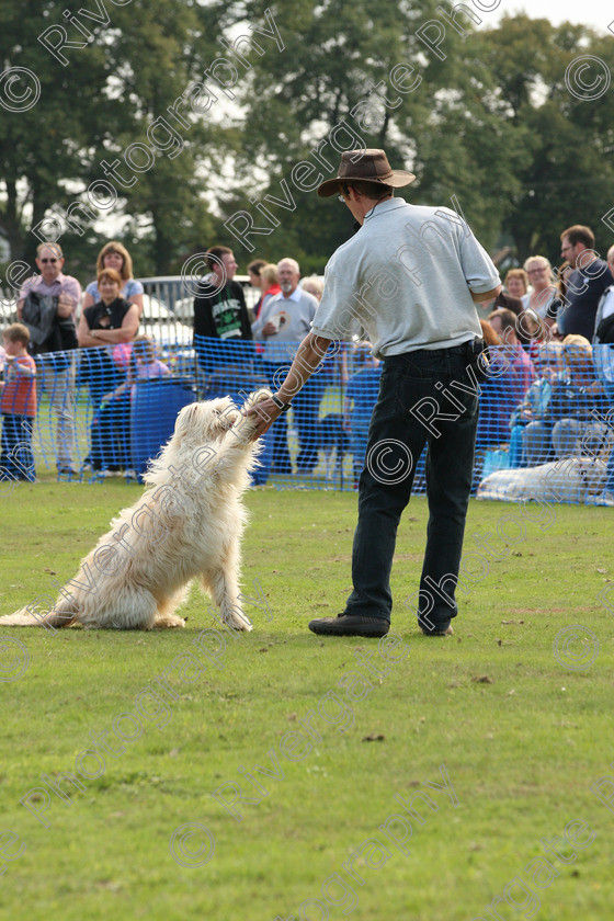 AWC 6962 
 Keywords: 2010, Chobham, Millbrook Animal Centre, RSPCA, Richard Curtis, arena demonstration, september