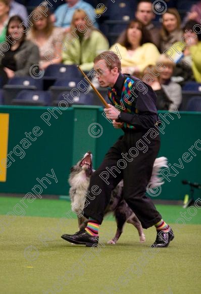 IMG 7236 
 Crufts Heelwork to Music and Canine Freestyle Competition Finals 
 Keywords: 2008, Arena, Display, NEC, birmingham, canine freestyle, crufts, dancing, dogs, heelwork to music, htm, march, performance, pogo, pot black routine, richard curtis