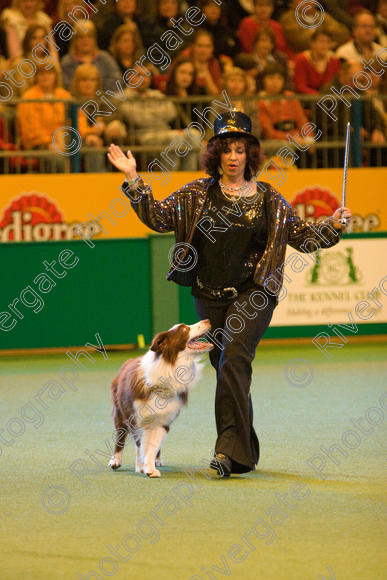 IMG 7373 
 Ann De Rizzio with Stillmoor Touch of Spice performing at Crufts 2008 in the Arena at the NEC Birmingham 
 Keywords: 2008, Arena, BC, Display, NEC, Stillmoor Touch of Spice, ann de rizzio, birmingham, border collie, canine freestyle, crufts, dancing, dogs, heelwork to music, htm, march, performance