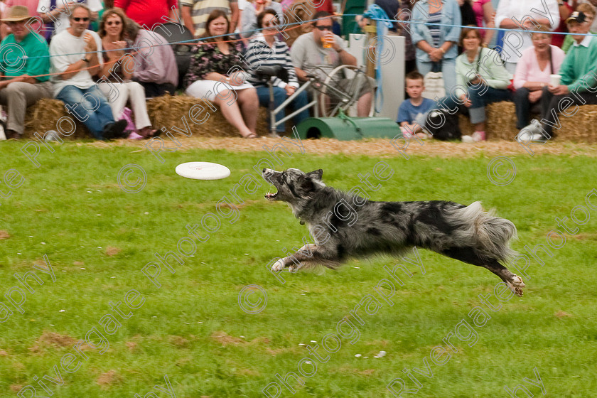 AWC 1502 
 Wanborough Country Show, August 2009, Richard Curtis' K9freestyle Dancing Dog Arena Display 
 Keywords: 2009, arena demonstration, arena display, august, canine freestyle, dog dancing, dog display, England, heelwork to music, k9freestyle, Lynch Field, Lynch Field, Wanborough, Wiltshire, England, UK, richard curtis, UK, wanborough country show, Wanborough, Wiltshire