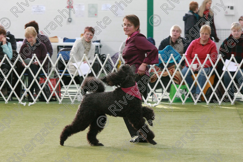 AWC 0593 
 Keywords: heelwork to music competition, rugby dog club