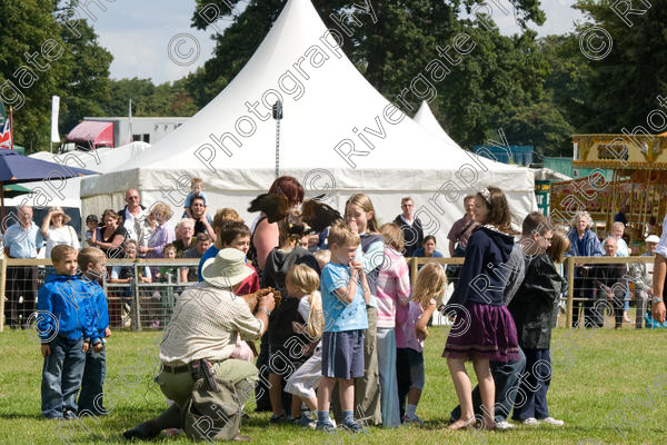 IMG 3507 
 Hatfield House Country Show 2008 Birds of Prey and Falconry 
 Keywords: Hatfield House Country Show, Birds of Prey, Falconry, Arena Demonstration, James McKay and son.