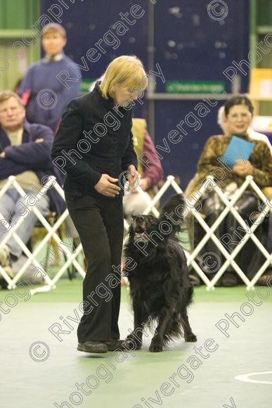 IMG 5966 
 Keywords: 2008, K9 Freestyle, Rugby DTC, canine freestyle, competition, connexions leisure centre, coventry, dancing dogs, february, heelwork to music, , ryton on dunsmore