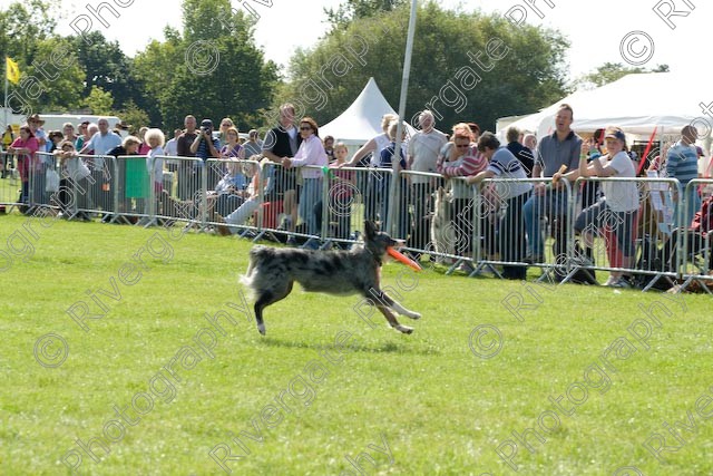 AWC 0881 
 Paws in the Park 2008 at The Hop Farm, Paddock Wood, Kent, organised by MDS Ltd 
 Keywords: 2008, arena demonstration, arena display, country show, display, paddock wood, paws in the park, richard curtis, september, the hop farm