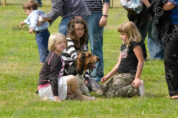 IMG 3237 
 Hatfield House Country Show 2008 Albany Bassett Hounds 
 Keywords: albany bassett hounds, hatfield house country show, meet and greet, pet, stroke