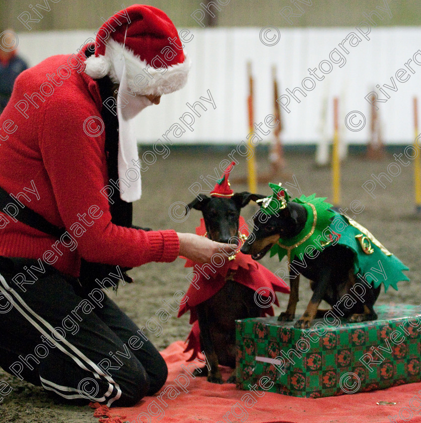 AWC 8110 
 Keywords: 2009, Fancy Dress, Xmas Party, december, dogs, wellow agility club