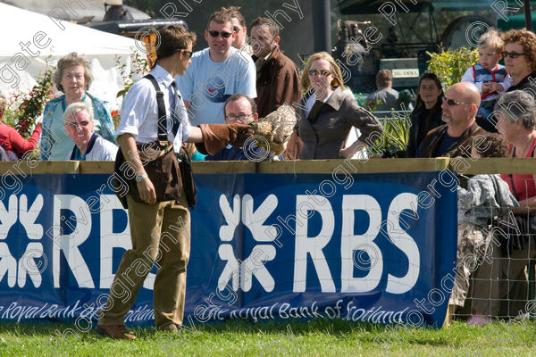 IMG 3456 
 Hatfield House Country Show 2008 Birds of Prey and Falconry 
 Keywords: Hatfield House Country Show, Birds of Prey, Falconry, Arena Demonstration, James McKay and son.