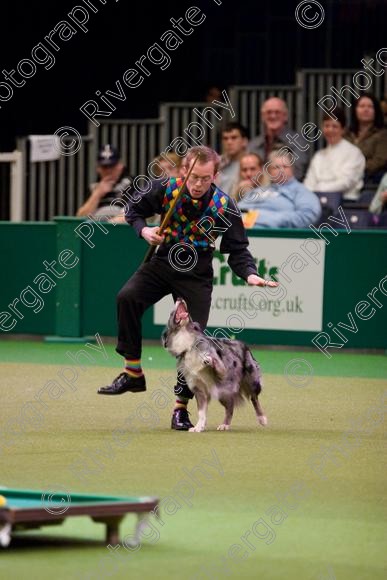 IMG 7269 
 Crufts Heelwork to Music and Canine Freestyle Competition Finals 
 Keywords: 2008, Arena, Display, NEC, birmingham, canine freestyle, crufts, dancing, dogs, heelwork to music, htm, march, performance, pogo, pot black routine, richard curtis