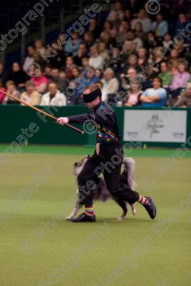 IMG 7284 
 Crufts Heelwork to Music and Canine Freestyle Competition Finals 
 Keywords: 2008, Arena, Display, NEC, birmingham, canine freestyle, crufts, dancing, dogs, heelwork to music, htm, march, performance, pogo, pot black routine, richard curtis