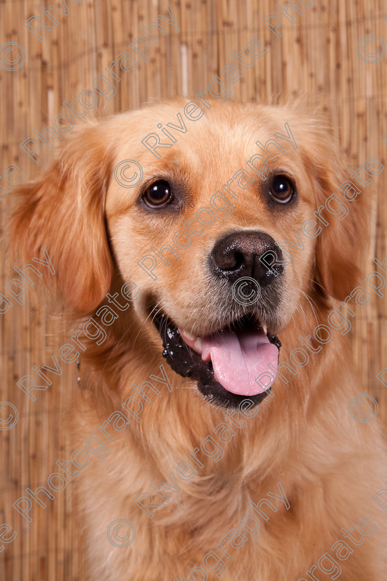 AWC 9674 
 Keywords: 2009, Ower, dogs, july, portraits, wellow agility club