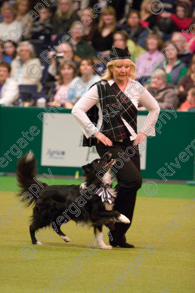 IMG 7342 
 Keywords: 2008, Arena, BC, Display, Kinaway Doctor Watson, NEC, birmingham, border collie, canine freestyle, carole dodson, crufts, dancing, dogs, heelwork to music, htm, march, performance