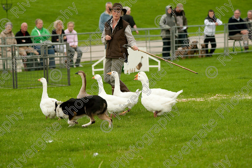 AWC 0752-2 
 Keywords: 0771 313 8528, 2009, England, Harrogate, North Yorkshire, UK, arena demonstration, arena display, august, duck herding, elaine hill, harrogate game fair, info@elainehill-sheepdogs.co.uk, sheepdog display