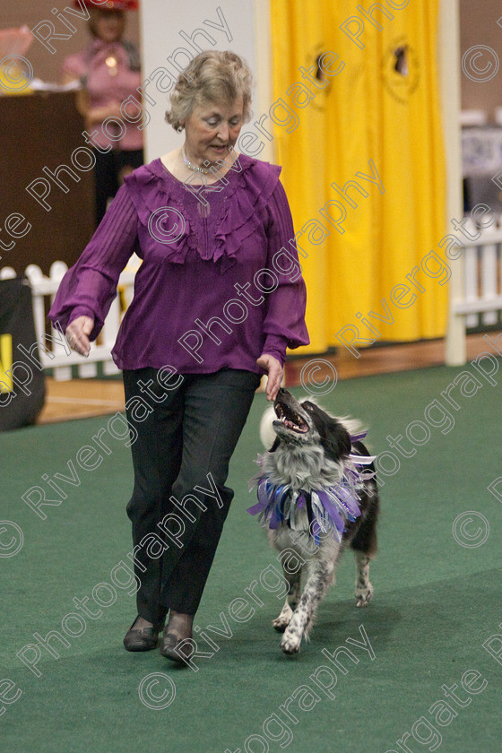 AWC 3313 
 Keywords: 2009, England, UK, Worcester, Worcestershire, april, competition, heelwork to music, lesley brocklehurst, westglen