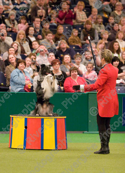 IMG 8063 
 Keywords: 2008, Arena, Display, NEC, birmingham, canine freestyle, crufts, dancing, dogs, heelwork to music, htm, march, performance, mary ray,