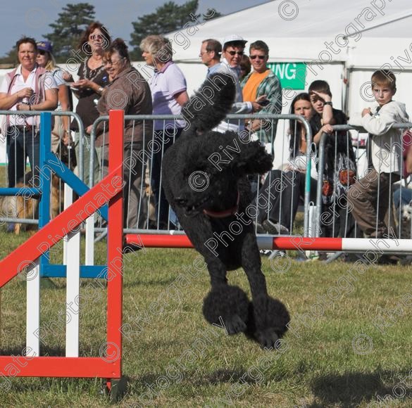 IMG 0139-01 
 Paws in the Park, 2005 MDS Shows Ltd Canford Park Arena, Poole, Dorset. 
 Keywords: 2005, Display, Paws in the Park, arena demonstration, dogs, richard curtis, september