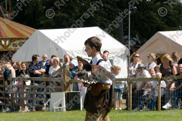 IMG 3491 
 Hatfield House Country Show 2008 Birds of Prey and Falconry 
 Keywords: Hatfield House Country Show, Birds of Prey, Falconry, Arena Demonstration, James McKay and son.