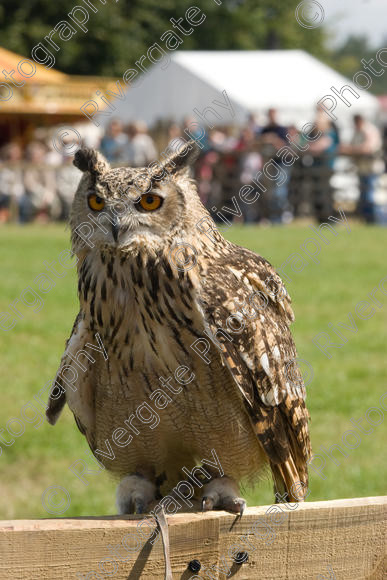 IMG 3466 
 Hatfield House Country Show 2008 Birds of Prey and Falconry 
 Keywords: Hatfield House Country Show, Birds of Prey, Falconry, Arena Demonstration, James McKay and son.