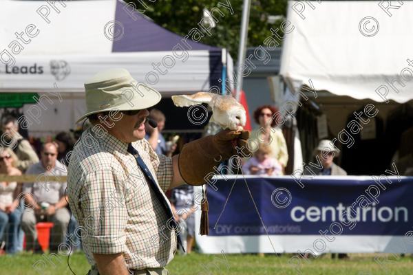 IMG 3454 
 Hatfield House Country Show 2008 Birds of Prey and Falconry 
 Keywords: Hatfield House Country Show, Birds of Prey, Falconry, Arena Demonstration, James McKay and son.