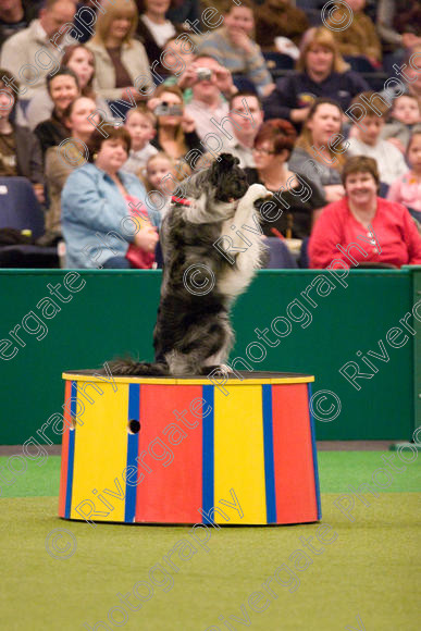 IMG 8036 
 Keywords: 2008, Arena, Display, NEC, birmingham, canine freestyle, crufts, dancing, dogs, heelwork to music, htm, march, performance, mary ray,