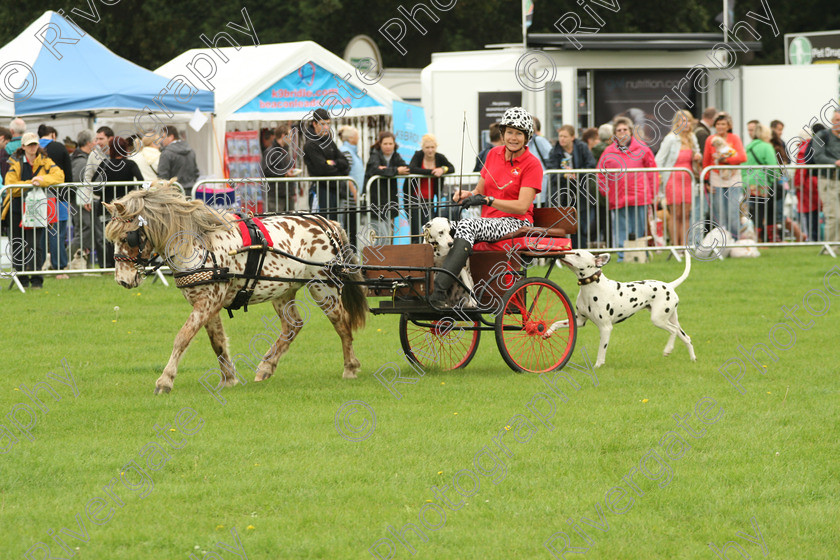 AWC 7214 
 Keywords: 2010, Kent, MDS Shows Ltd, Paws in the Park, arena demonstrations, carraige dogs, dalmatians, paddock wood