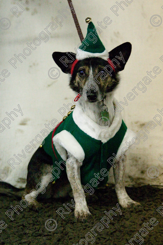 AWC 8076 
 Keywords: 2009, Fancy Dress, Xmas Party, december, dogs, wellow agility club