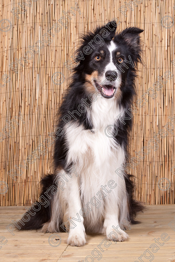 AWC 9500 
 Keywords: 2009, Ower, dogs, july, portraits, wellow agility club