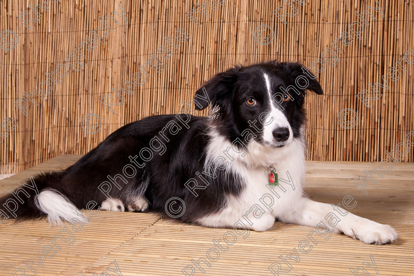 AWC 9607 
 Keywords: 2009, Ower, dogs, july, portraits, wellow agility club