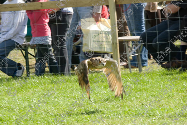 IMG 3458 
 Hatfield House Country Show 2008 Birds of Prey and Falconry 
 Keywords: Hatfield House Country Show, Birds of Prey, Falconry, Arena Demonstration, James McKay and son.