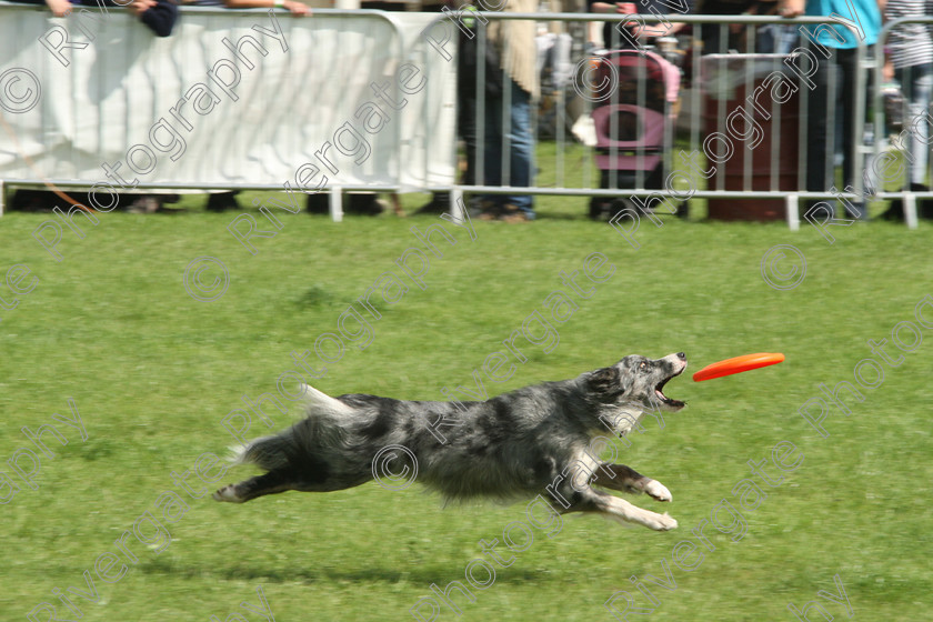 AWC 7414 
 Keywords: 2010, Kent, MDS Shows Ltd, Paws in the Park, Richard Curtis, arena demonstrations, blue merle border collie, frisbee freestyle, paddock wood, pogo