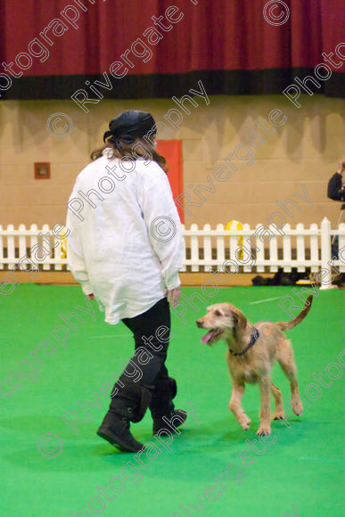 IMG 8672 
 Heelwork to Music and Canine Freestyle Competitions held at Westglen in April 2008 
 Keywords: 2008, Bilford Road, Perdiswell Leisure Centre, WR3 8DX, Worcester, april, competition, heelwork to music, westglen, hannah crook, advanced, htm