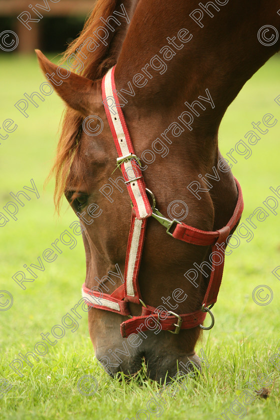 AWC 7610 
 Keywords: ANIMAL HEALTH TRUST, Gala Day, KENTFORD, Lanwades Park, Newmarket, Suffolk, grass, grazing, green, horse