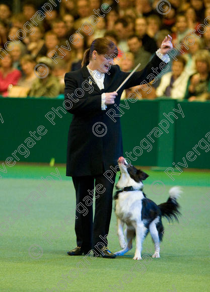 IMG 7594 
 Keywords: 2008, Arena, Display, Iatka Spring Spangle, NEC, WS, birmingham, canine freestyle, crufts, dancing, dogs, heelwork to music, htm, karen sykes, march, performance, working sheepdog