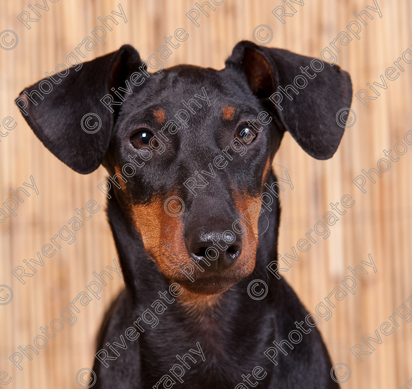 AWC 9588 
 Keywords: 2009, Ower, dogs, july, portraits, wellow agility club