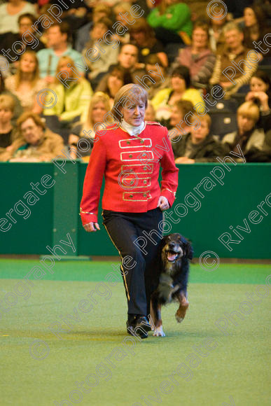 IMG 7472 
 Mary Muxworthy performing Advanced Heelwork to Music at the Crufts competition at the NEC Arena in Birmingham in March 2008 
 Keywords: 2008, Arena, Collywobble Cenltic Harry, Display, NEC, WS, Working Sheep dog, birmingham, canine freestyle, crufts, dancing, dogs, heelwork to music, htm, march, mary muxworthy, performance