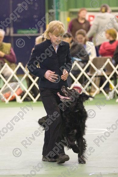 IMG 5964 
 Keywords: 2008, K9 Freestyle, Rugby DTC, canine freestyle, competition, connexions leisure centre, coventry, dancing dogs, february, heelwork to music, , ryton on dunsmore