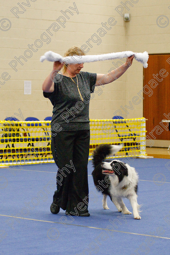 AWC 6463 
 Keywords: 2009, Barnard Castle, County Durham, DL12 8DS, Judges: Jackie Clarke, May, Northern Mutts N Music, Royal Canin, Starters Freestyle, Strathmore Road, Teesdale Sports Centre, canine freestyle, competition, heelwork to music